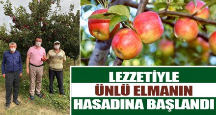 LEZZETİYLE ÜNLÜ ELMANIN HASADINA BAŞLANDI