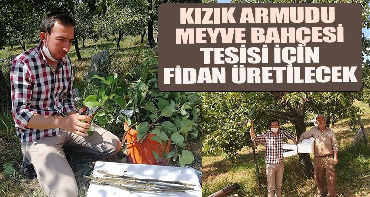 KIZIK ARMUDU  MEYVE BAHÇESİ TESİSİ İÇİN FİDAN ÜRETİLECEK