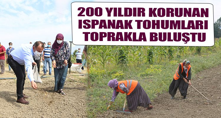 200 YILDIR KORUNAN ISPANAK TOHUMLARI TOPRAKLA BULUŞTU