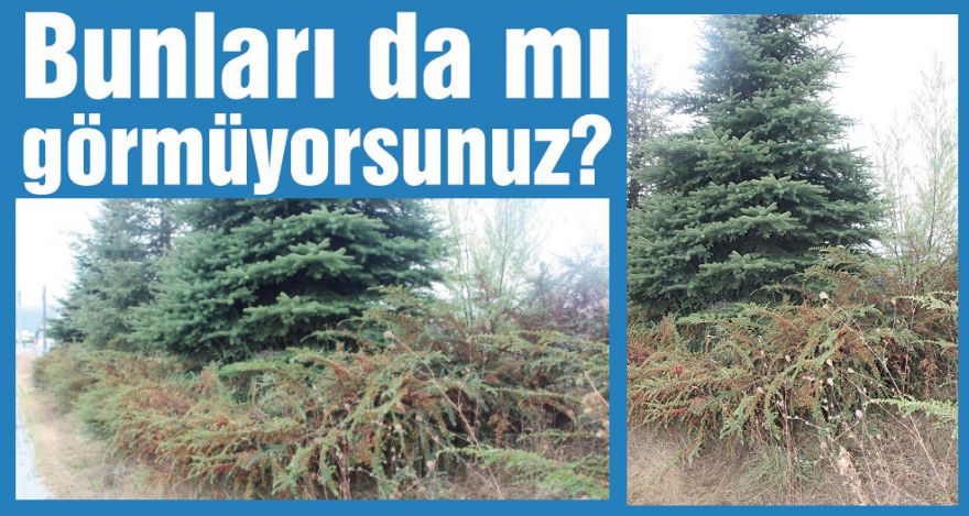 Bari ağaçları düşünün!