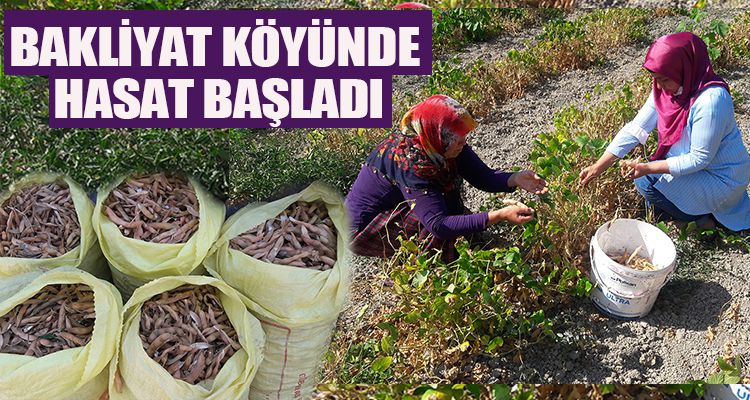 BAKLİYAT KÖYÜNDE HASAT BAŞLADI