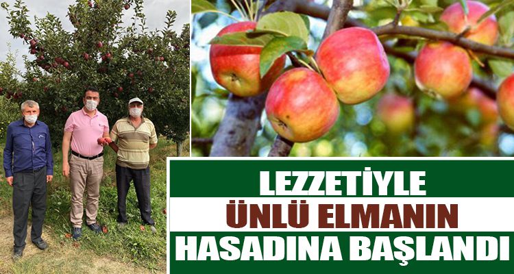 LEZZETİYLE ÜNLÜ ELMANIN HASADINA BAŞLANDI