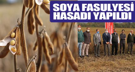 Soya fasulyesi hasadı yapıldı