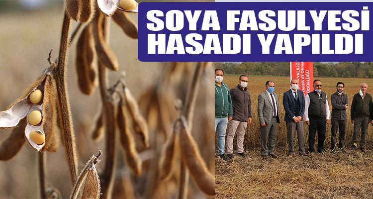 Soya fasulyesi hasadı yapıldı