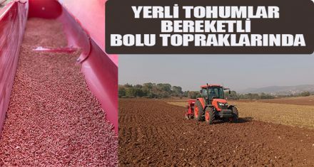 YERLİ TOHUMLAR BEREKETLİ BOLU TOPRAKLARINDA