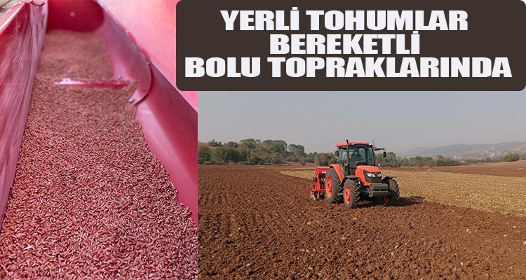 YERLİ TOHUMLAR BEREKETLİ BOLU TOPRAKLARINDA
