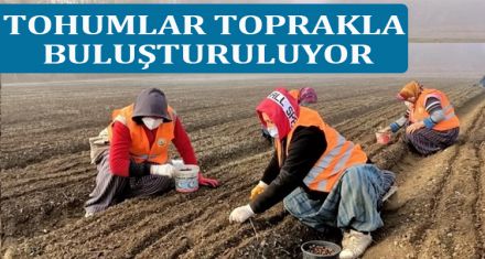 TOHUMLAR TOPRAKLA BULUŞTURULUYOR