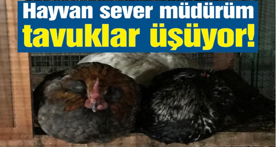 Bu hayvanlar kış soğuğunda ne yapacak?