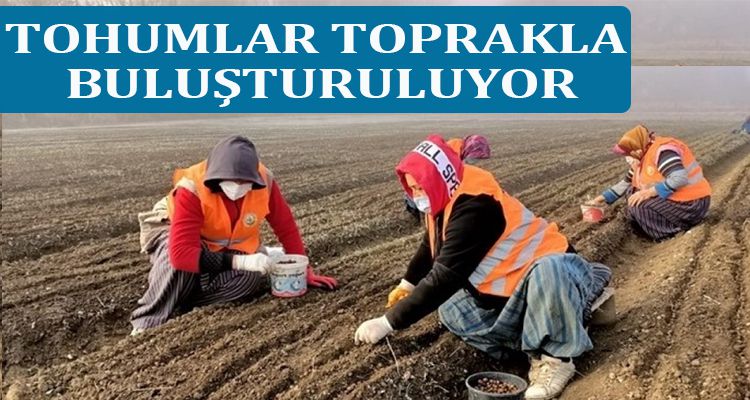TOHUMLAR TOPRAKLA BULUŞTURULUYOR