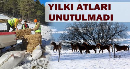 YILKI ATLARI UNUTULMADI