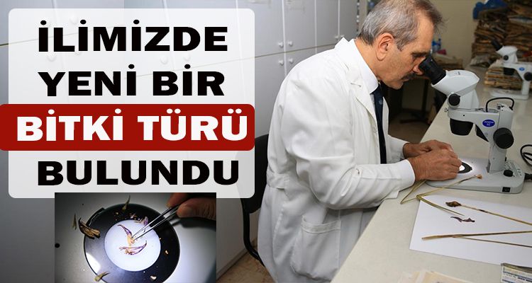YENİ BİR BİTKİ TÜRÜ BULUNDU