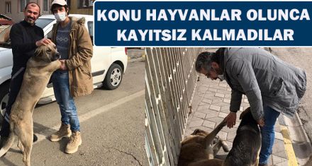 KONU HAYVANLAR OLUNCA  KAYITSIZ KALMADILAR