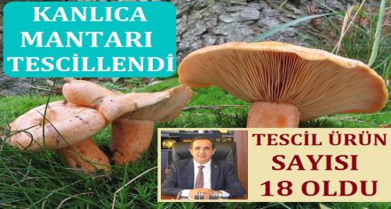 KANLICA MANTARI TESCİLLENDİ