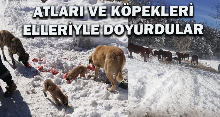 ATLARI VE KÖPEKLERİ ELLERİYLE DOYURDULAR