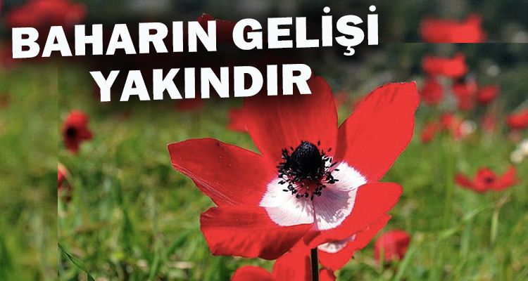 BAHARIN GELİŞİ YAKINDIR
