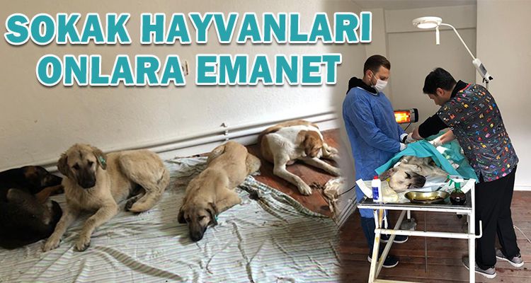 SOKAK HAYVANLARINA ONLARA EMANET