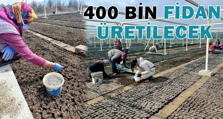 400 BİN FİDAN ÜRETİLECEK