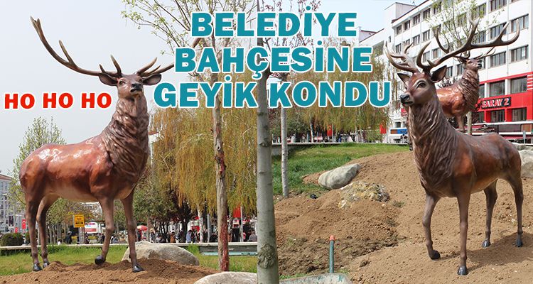 BELEDİYE BAHÇESİNE GEYİK KONDU