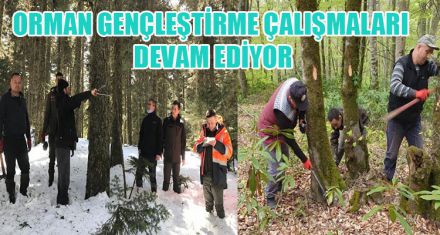 ORMAN GENÇLEŞTİRME ÇALIŞMALARI DEVAM EDİYOR