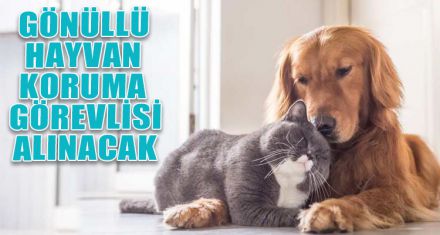 GÖNÜLLÜ HAYVAN KORUMA GÖREVLİSİ ALINACAK