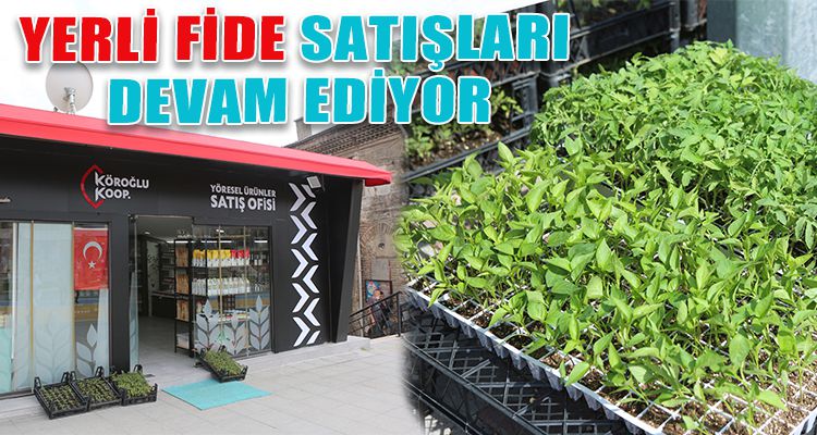 YERLİ FİDE SATIŞLARI DEVAM EDİYOR