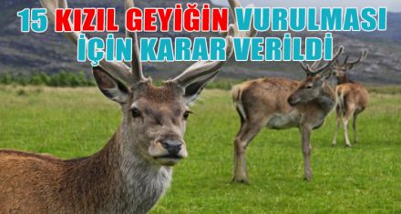 15 KIZIL GEYİĞİN VURULMASI İÇİN KARAR VERİLDİ