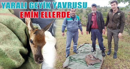 YARALI GEYİK YAVRUSU EMİN ELLERDE