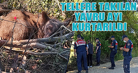 TELLERE TAKILAN YAVRU AYI KURTARILDI