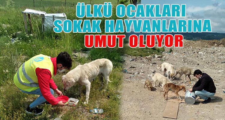 ÜLKÜ OCAKLARI SOKAK HAYVANLARINA UMUT OLUYOR