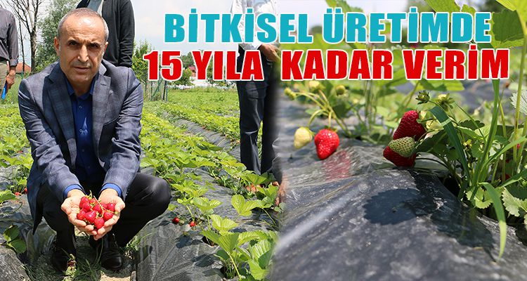 BİTKİSEL ÜRETİMDE 15 YILA KADAR YILA VERİM