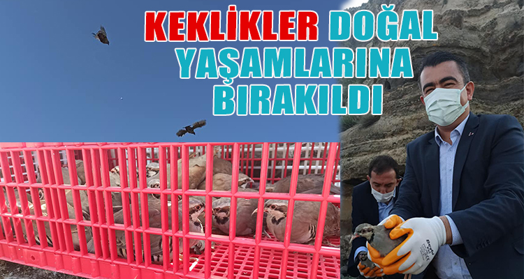 KEKLİKLER  DOĞAL YAŞAMLARINA BIRAKILDI