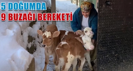 MENGEN'DE 5 DOĞUMDA 9 BUZAĞI BEREKETİ