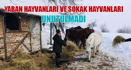YABAN HAYVANLARI VE SOKAK HAYVANLARI UNUTULMADI