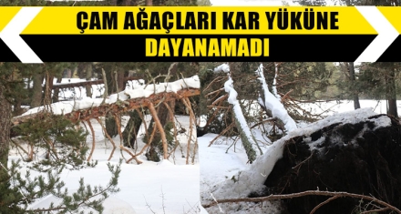 ÇAM AĞAÇLARI KAR YÜKÜNE DAYANAMADI