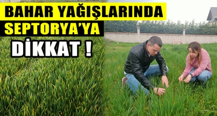 BAHAR YAĞIŞLARINDA SEPTORYA'YA DİKKAT
