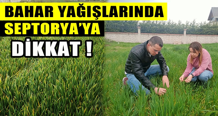 BAHAR YAĞIŞLARINDA SEPTORYA'YA DİKKAT