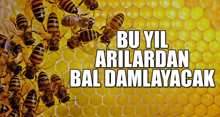 BU YIL ARILARDAN BAL DAMLAYACAK