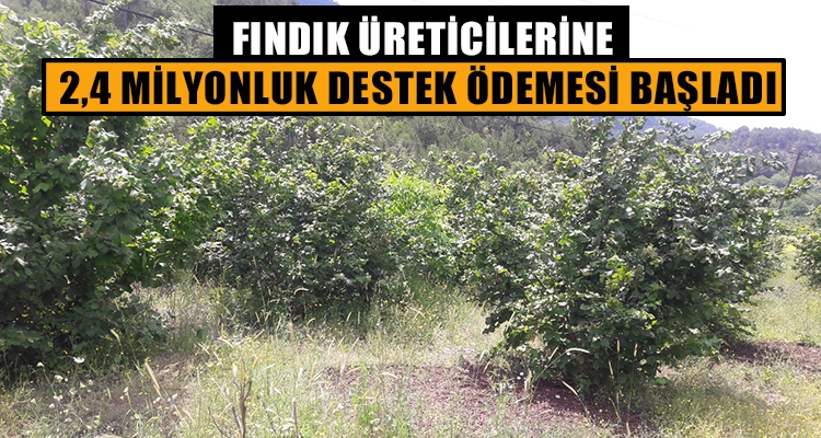 FINDIK ÜRETİCİLERİNE 2,4 MİLYON DESTEK ÖDEMESİ BAŞLADI