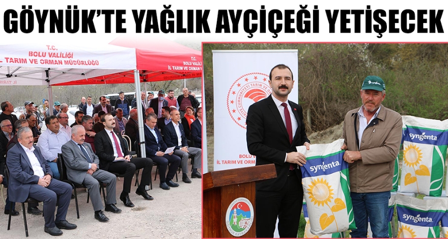 GÖYNÜK'TE YAĞLIK AYÇİÇEĞİ YETİŞECEK