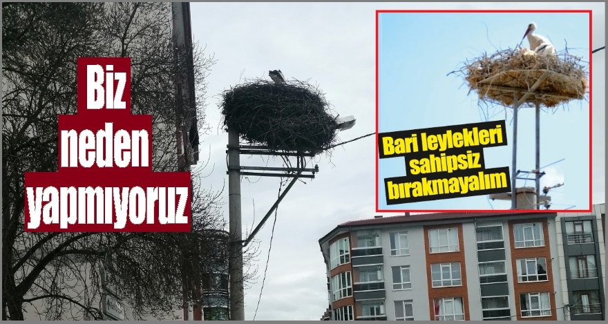 Leylek yuvalarına sahip çıkalım