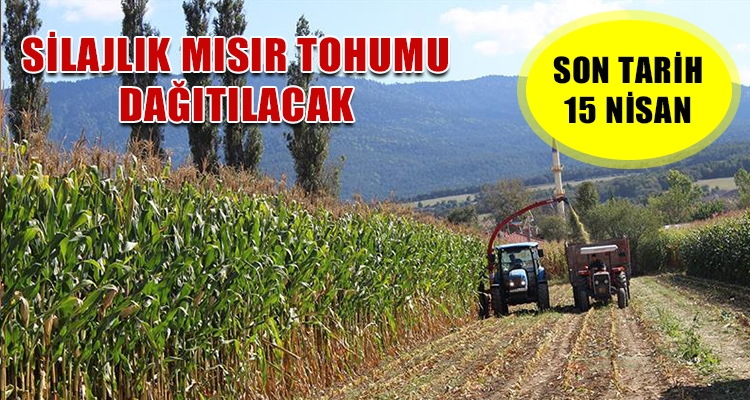SİLAJLIK MISIR TOHUMU DAĞITILACAK