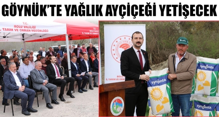 GÖYNÜK'TE YAĞLIK AYÇİÇEĞİ YETİŞECEK