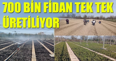 700 BİN FİDAN TEK TEK ÜRETİLİYOR