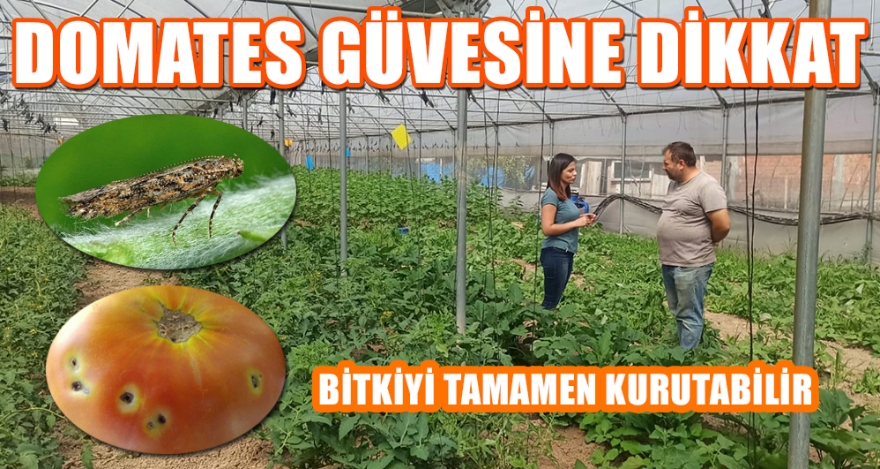 DOMATES GÜVESİNE DİKKAT