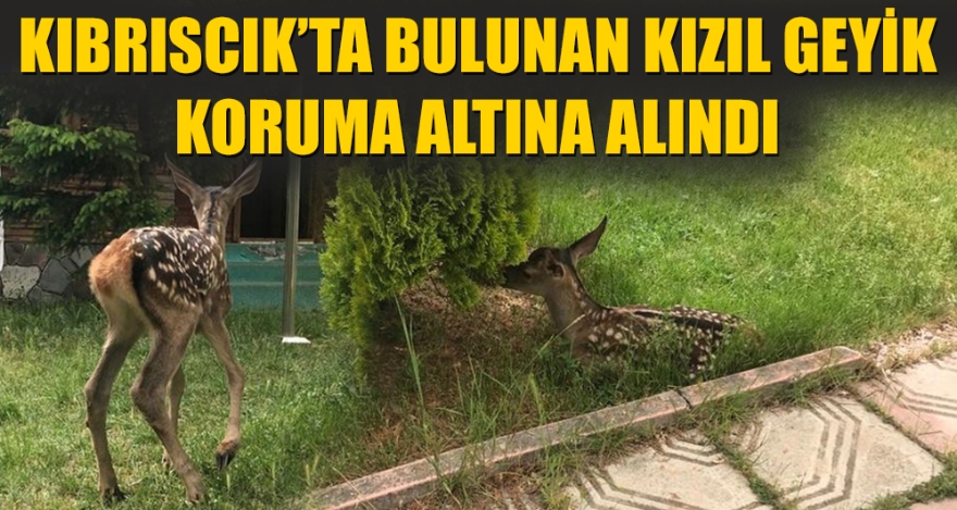 KIBRISCIK'TA BULUNAN KIZIL GEYİK KORUMA ALTINA ALINDI