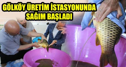 GÖLKÖY ÜRETİM İSTASYONUNDA SAĞIM BAŞLADI