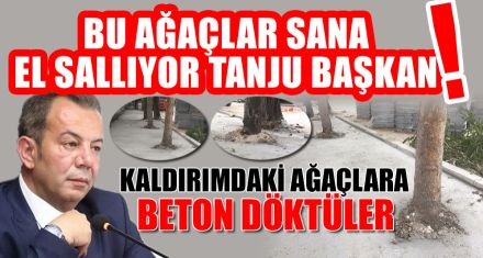 KALDIRIMDAKİ AĞAÇLARA BETON DÖKTÜLER 
