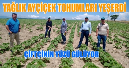YAĞLIK AYÇİÇEK TOHUMLARI YEŞERDİ