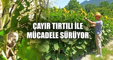 ÇAYIR TIRTILI İLE MÜCADELE SÜRÜYOR