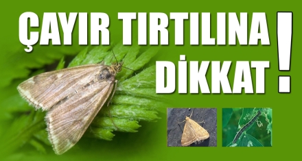 ÇAYIR TIRTILINA DİKKAT